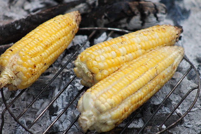 Free Corn Cob photo and picture