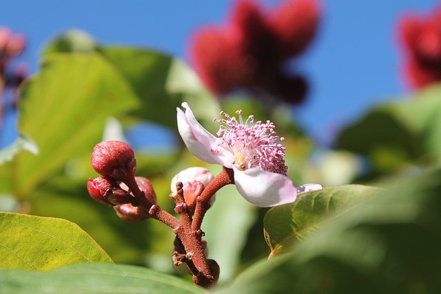 Free Flowers To Flourish photo and picture