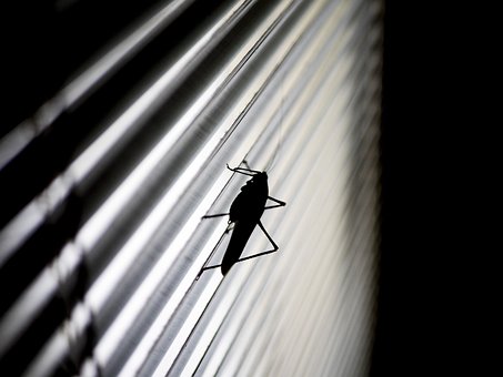 Free Grasshopper Silhouette photo and picture