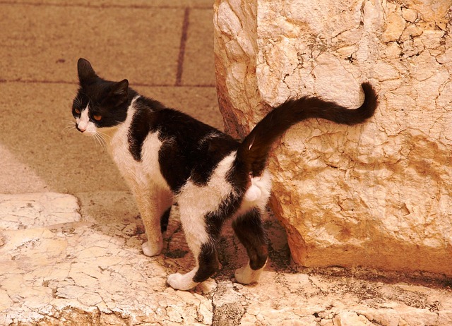 Free Cat Tomcat photo and picture