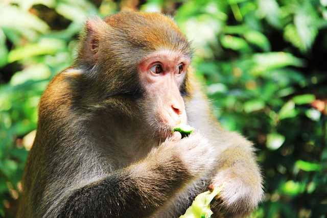 Free Monkey Eat Something photo and picture