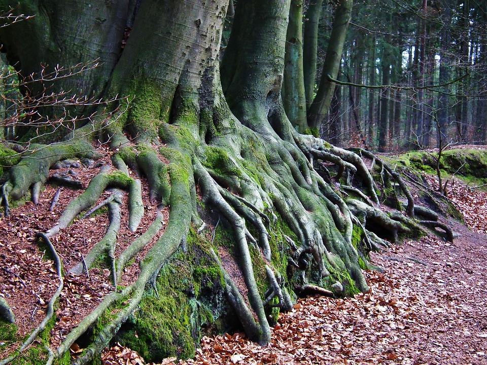 Tree Root Cook Forest Tree Root Forest - Free photo on Pixabay - Pixabay