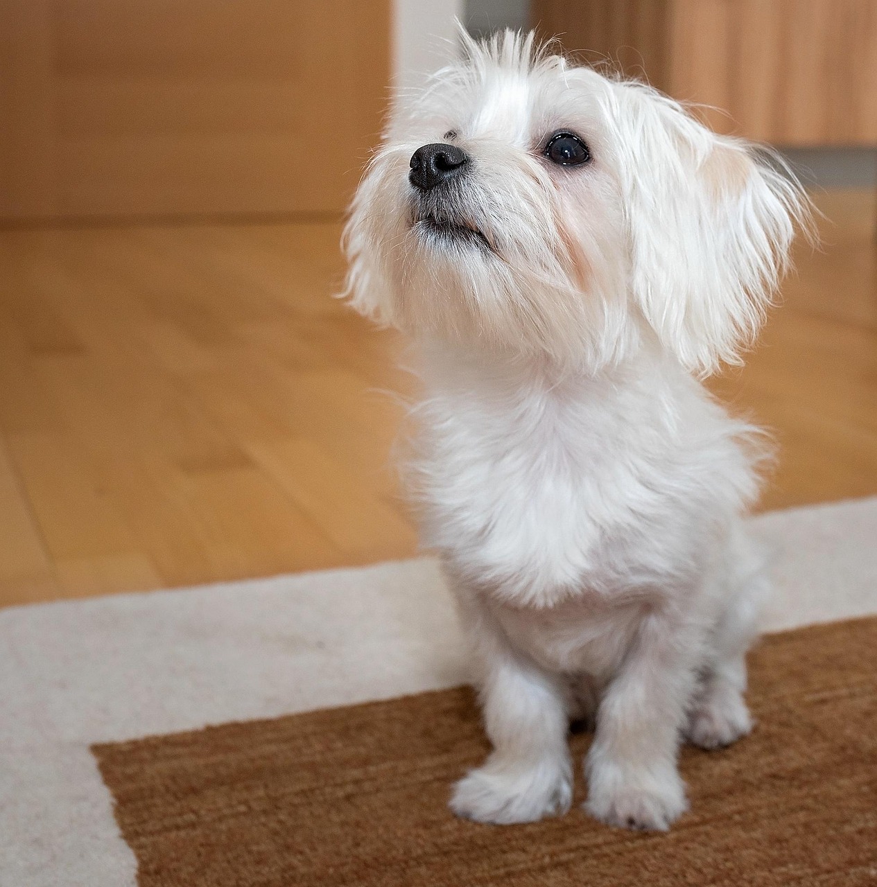 Köpek Küçük Genç Pixabay�de ücretsiz fotoğraf