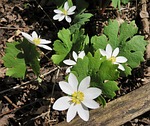 bloodroot, sanguinaria canadensis, native