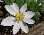 bloodroot, sanguinaria canadensis, native