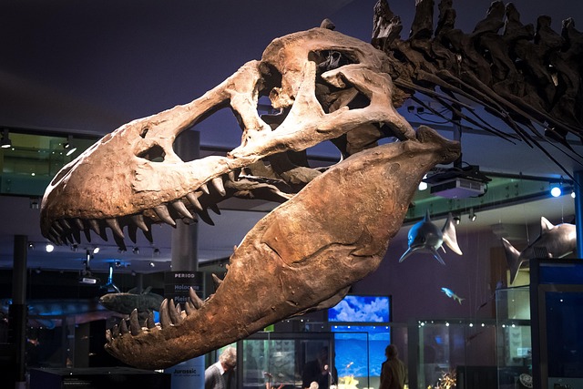 Dinosaurier, Skelett, Fossil, T-Rex