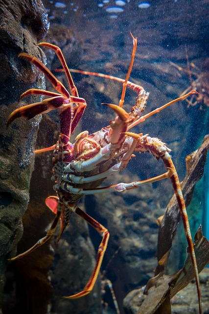 Hummer, Aquarium, Krebstier, Unterwasser