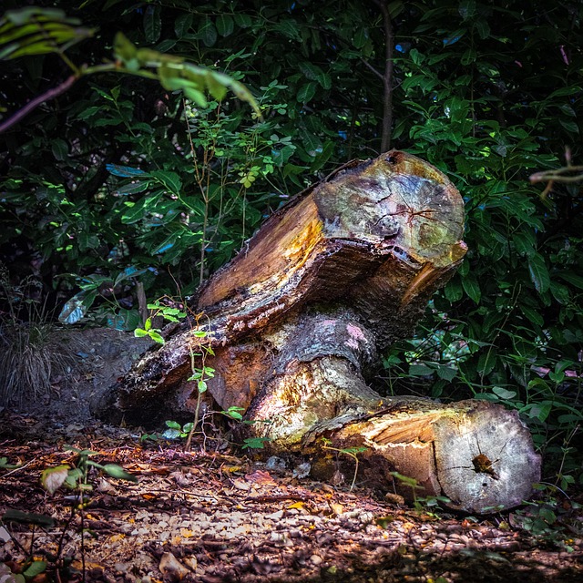 Baumstumpf, Baum, Stumpf, Holz, Natur