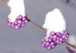 sprinkles shrub, lamiaceae, violet