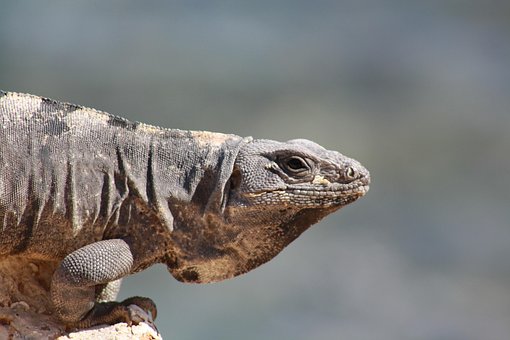 Free Lizard Cancun photo and picture