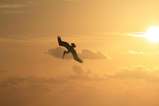 Free Sky Bird photo and picture
