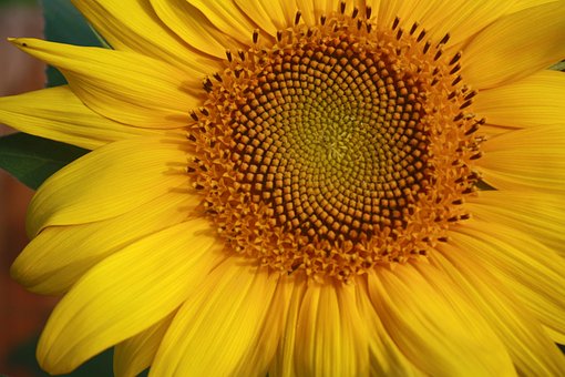 Free Sunflower Yellow photo and picture