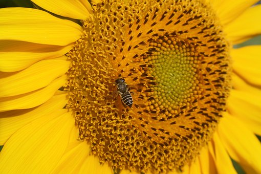 Free Sunflower Bee photo and picture