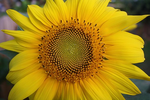 Free Sunflower Flower Background photo and picture