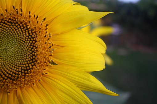Free Sunflower Petals photo and picture