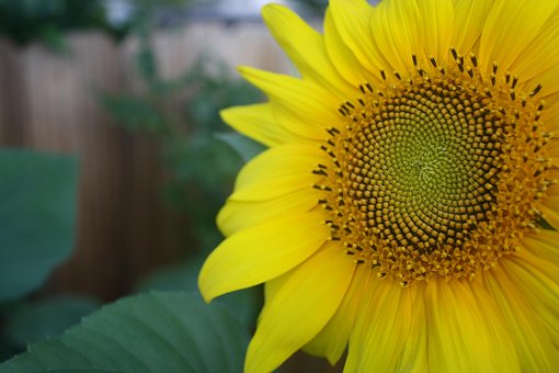 Free Sunflower Petals photo and picture