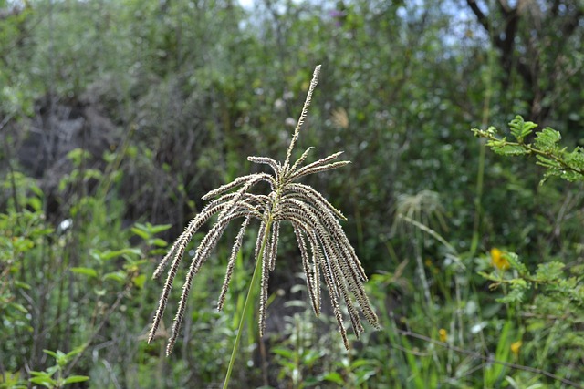 Free Grass Flower photo and picture