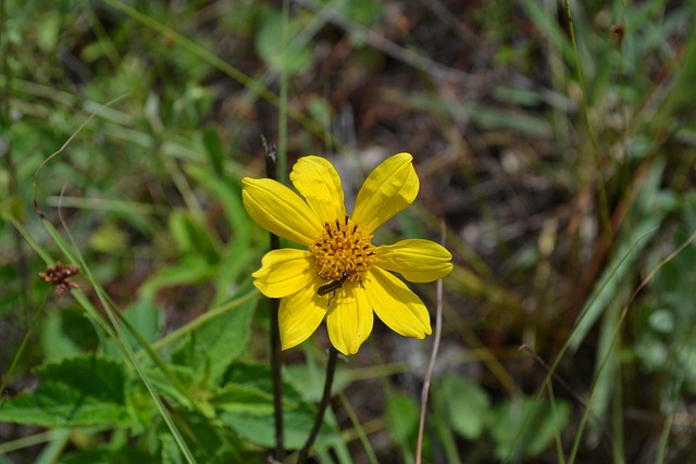 Free Flower Flower Background photo and picture