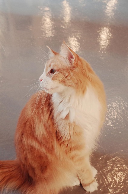 Free Cat Cat Cafe photo and picture