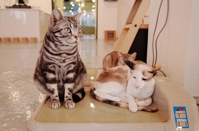 Free Cat Cat Cafe photo and picture