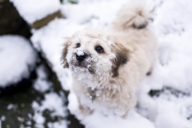 Free Dog Snow photo and picture