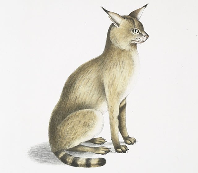 Free felis chaus affinis himalayan jungle cat cat sitting illustration
