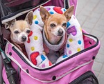 dogs, small, chihuahuas