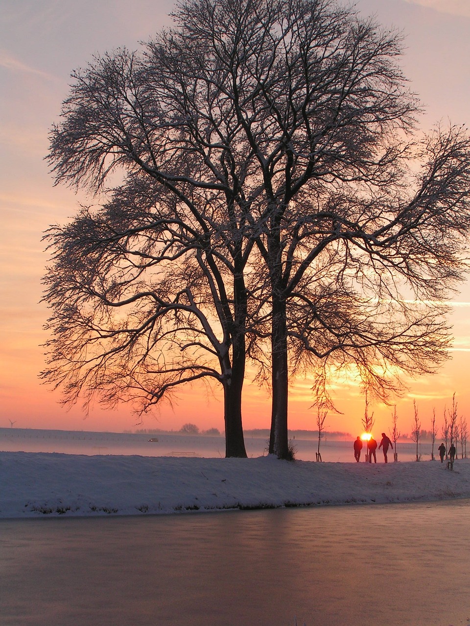 冬天 雪 树木 - Pixabay上的免费照片 - Pixabay