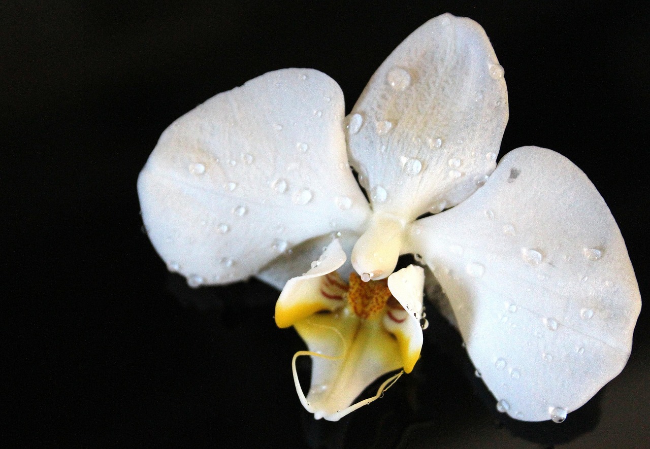 兰花 兰花科 兰科 - Pixabay上的免费照片 - Pixabay