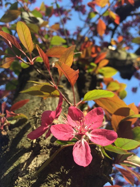 Brote, Flor, Árbol, Violeta, Campo