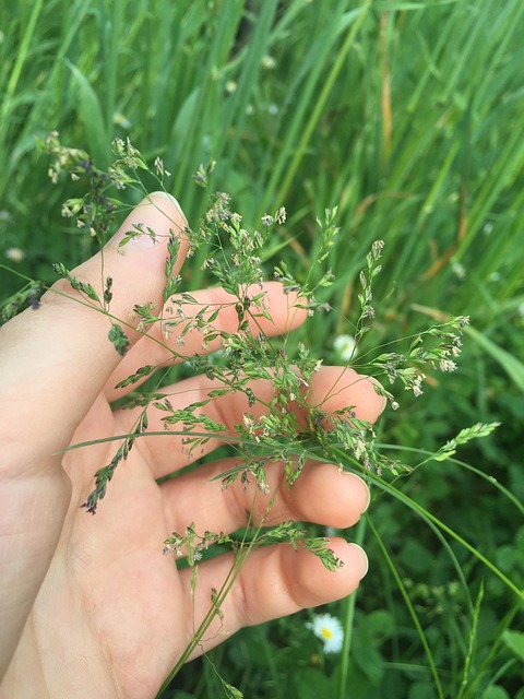 Campo, Hierba, Naturaleza, Mano