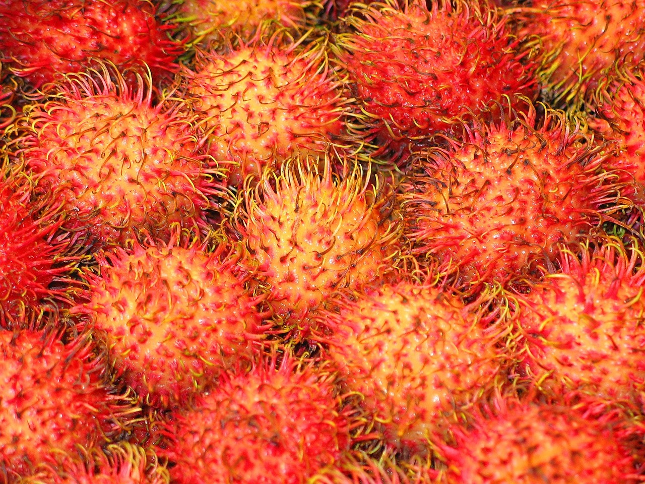 80+ Free Rambutan & Fruit Images Pixabay