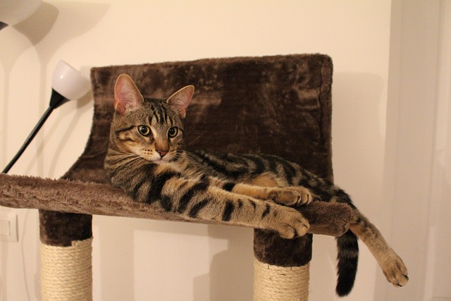 Katze, Gestreifte Katze, Kätzchen