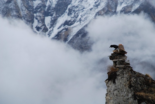 Free Nepal Bird photo and picture