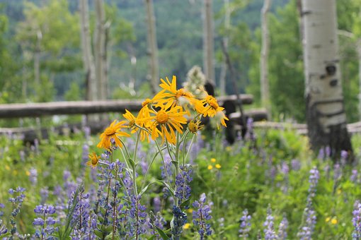 Free Golden Aster Villosa Flowers photo and picture