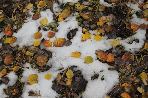 Free Snow Aspen photo and picture