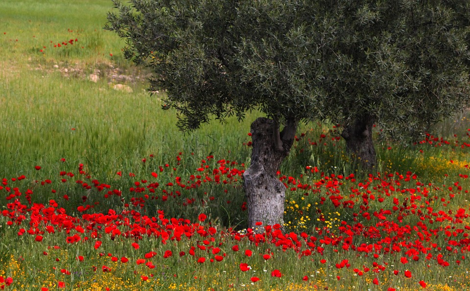 Photo gratuite: Arbre, Fleurs, Coquelicots, Rouge - Image ...