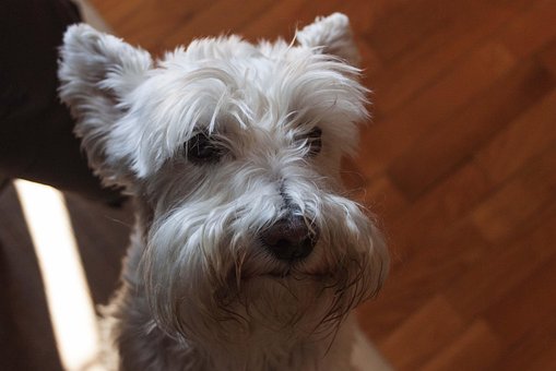 Hund, Maskot, Dyr, Hvid, Hvalp