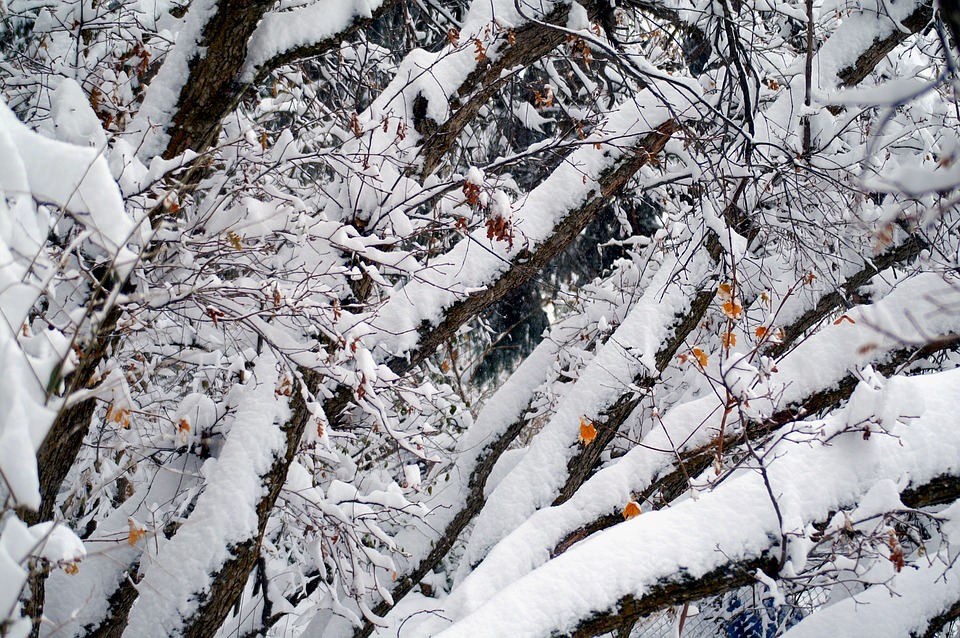 雪 树木 冬天 Pixabay上的免费照片 Pixabay