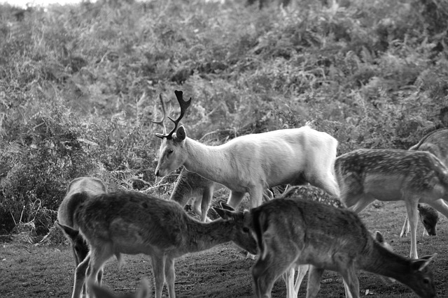 Free Deer Black And White photo and picture