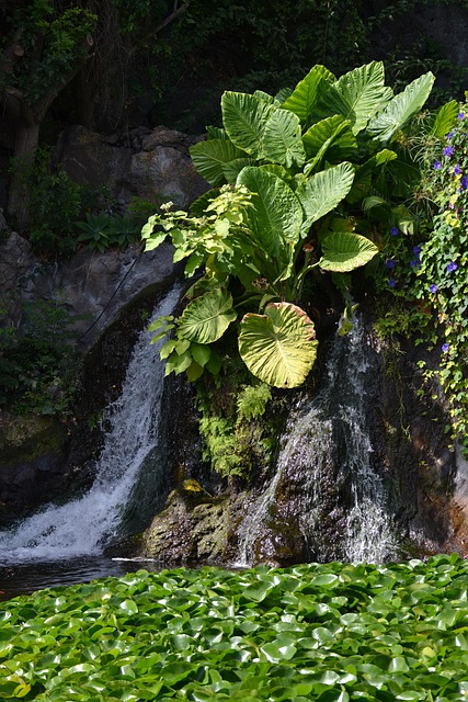 Free Waterfall Nature photo and picture