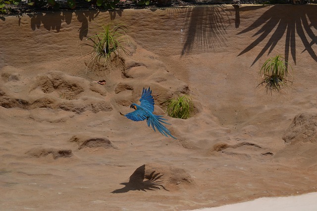 Free Era Parrot photo and picture