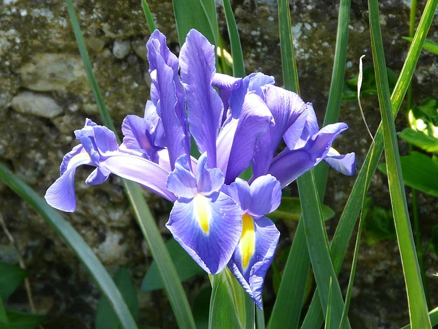 Free Water Iris Macro photo and picture