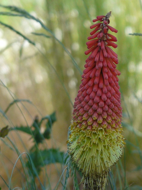 Free Flower Macro photo and picture