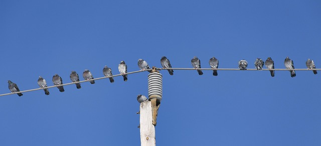 Free Birds Pole photo and picture