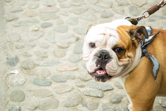 Bulldogge, Hund, Maskottchen, Glücklich