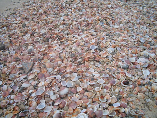 Free Shells Texture photo and picture