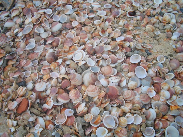 Free Shells Texture photo and picture