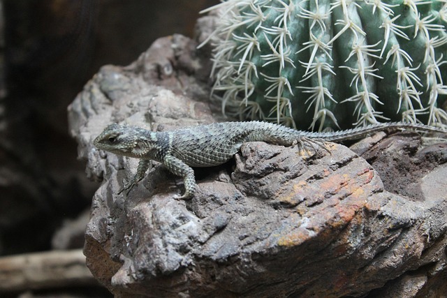 Eidechse, Kaktus, Natur, Tierwelt