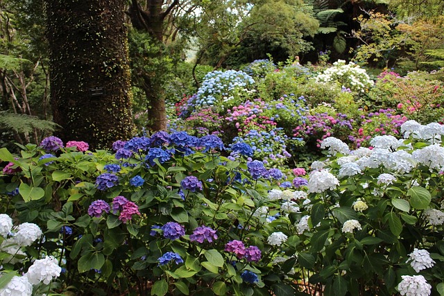 Hortensie Waldboden Wald Kostenloses Foto auf Pixabay Pixabay